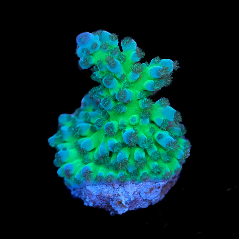Miyagi Blue Green Tort Acropora