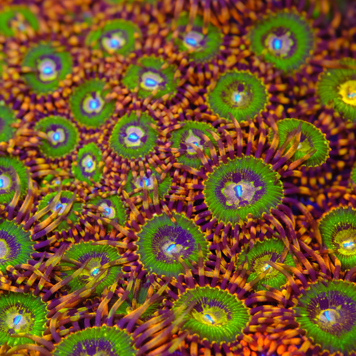 Butt Kisser Zoanthids