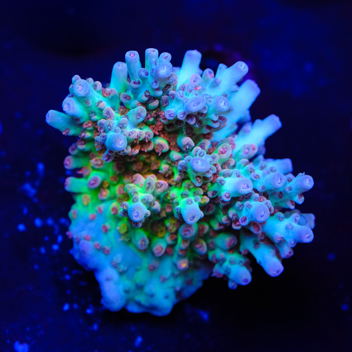 CB Birthday Cake Acropora WYSIWYG - O4