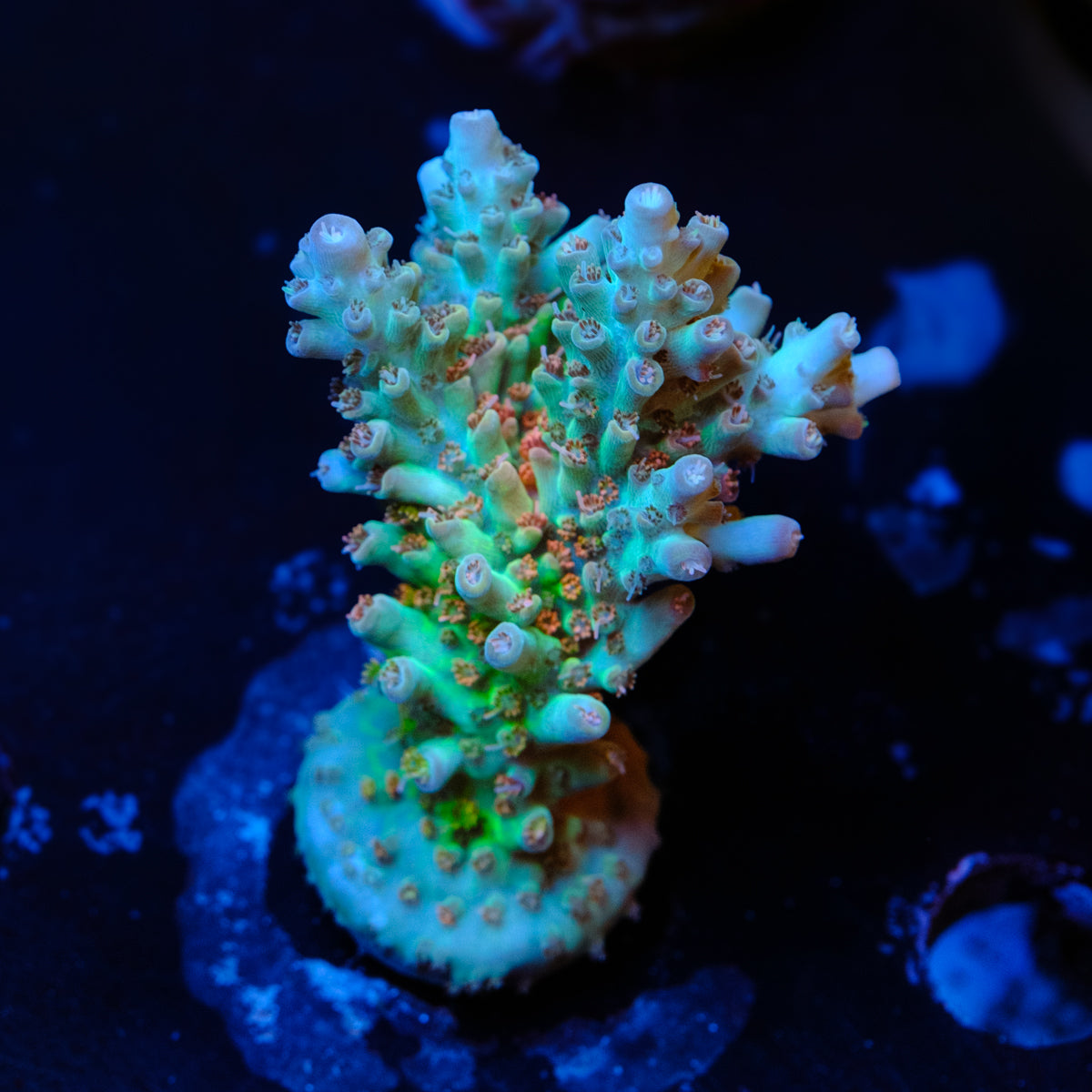 CB Birthday Cake Acropora WYSIWYG - O4
