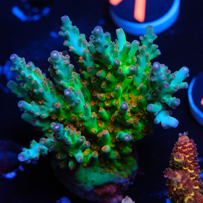 CB Birthday Cake Acropora WYSIWYG R2-4