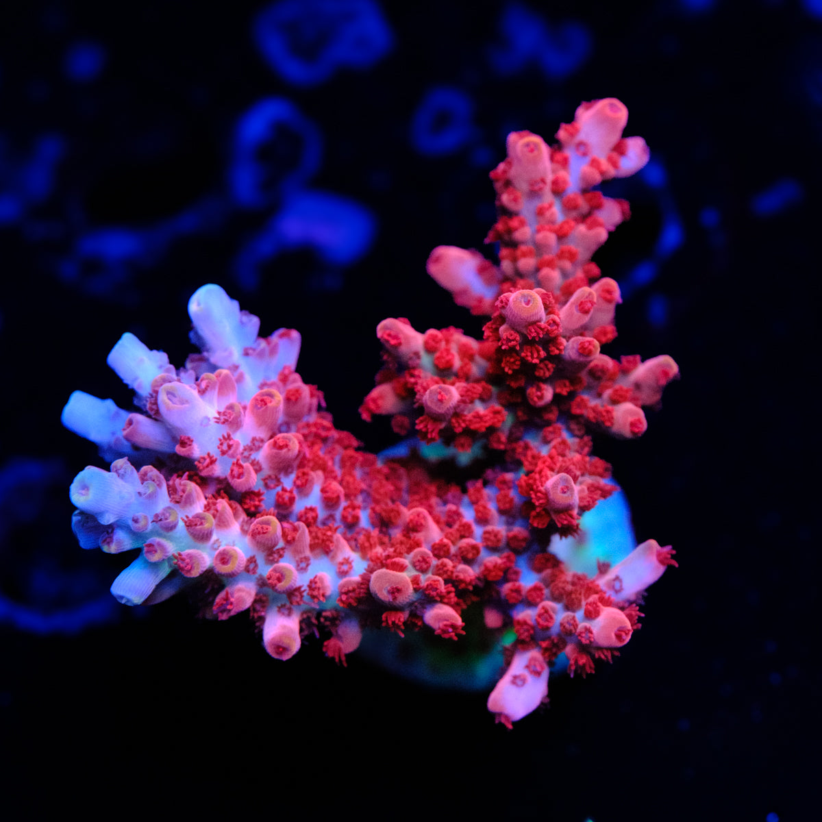 CB Malifecent Acropora WYSIWYG - O2-4