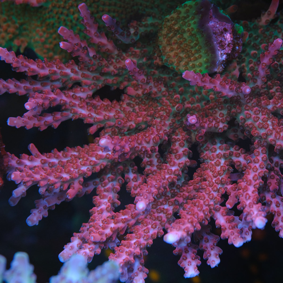 CB Red Sticky Punch Acropora