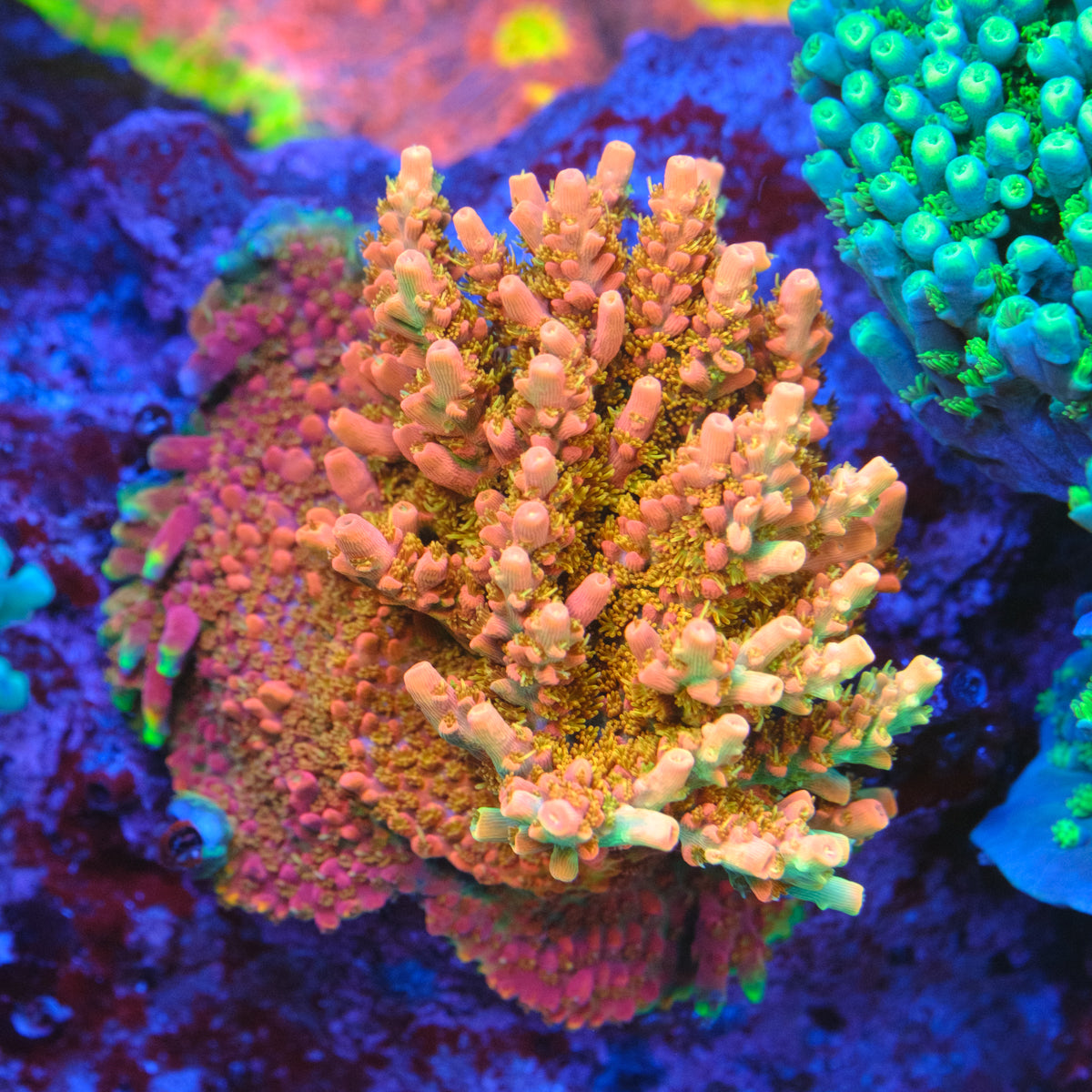 CB Tangerine Dreams Acropora