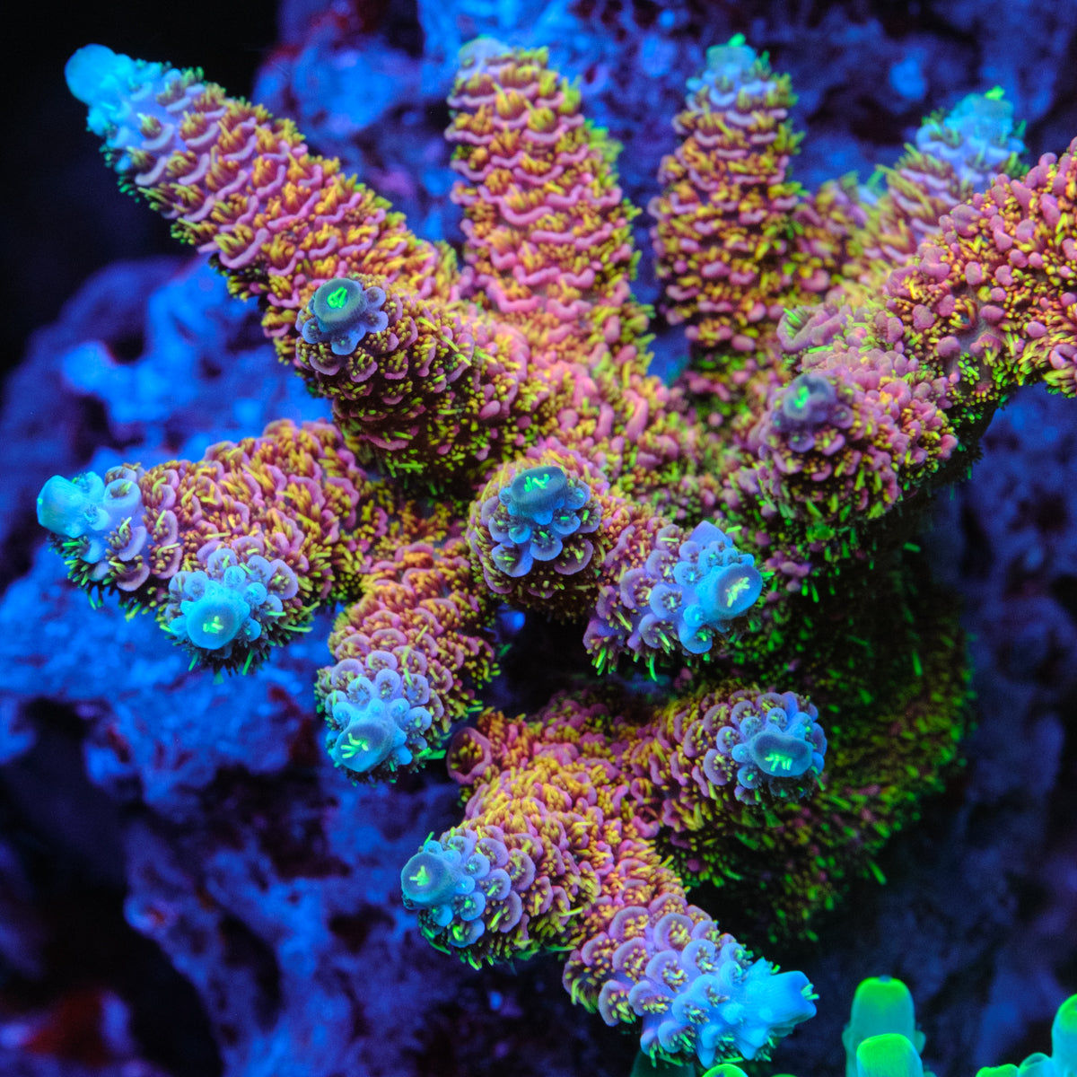 CC Bahama Mama Millepora
