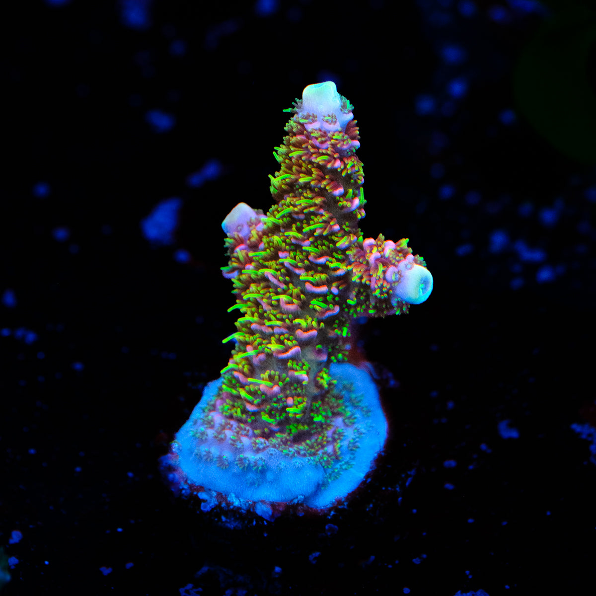 CC Bahama Mama Millepora WYSIWYG - N2