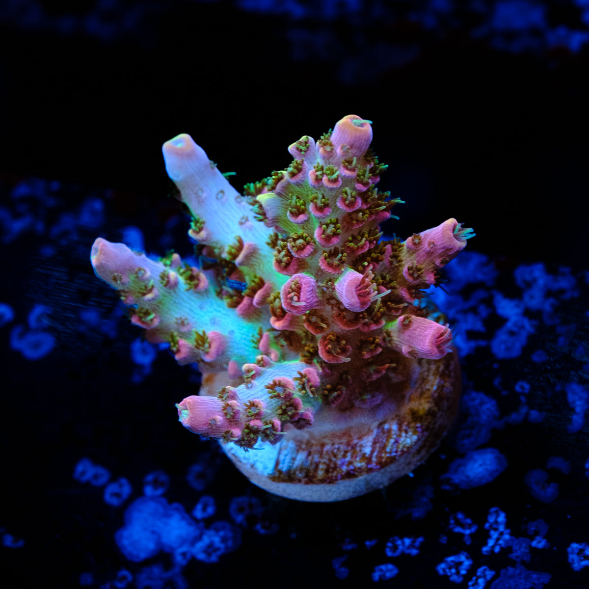 CCH Triple OG Acropora WYSIWYG - P1