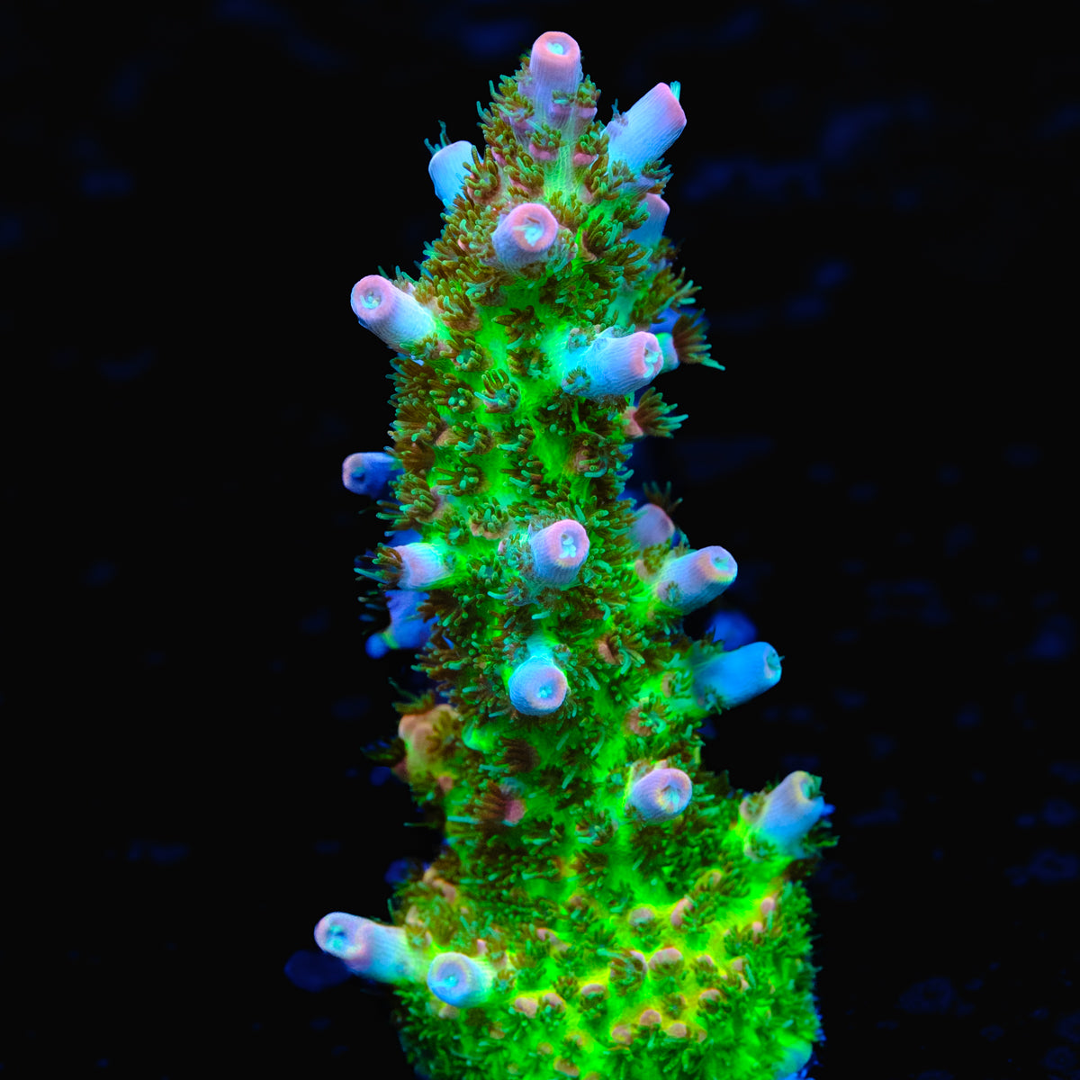 CCH Triple OG Acropora WYSIWYG - P1