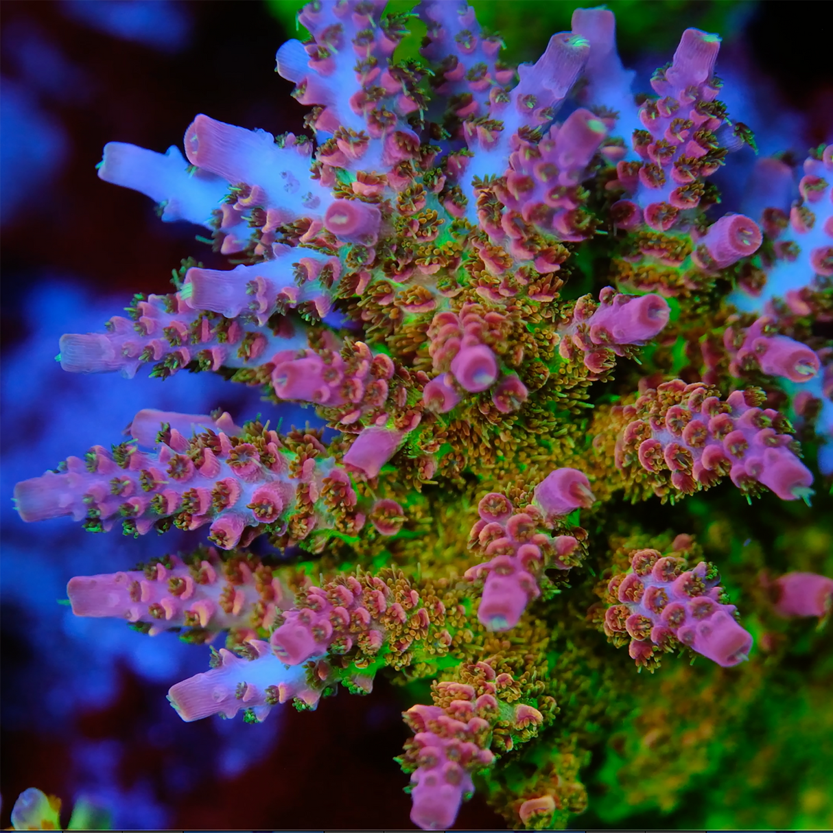 CCH Triple OG Acropora