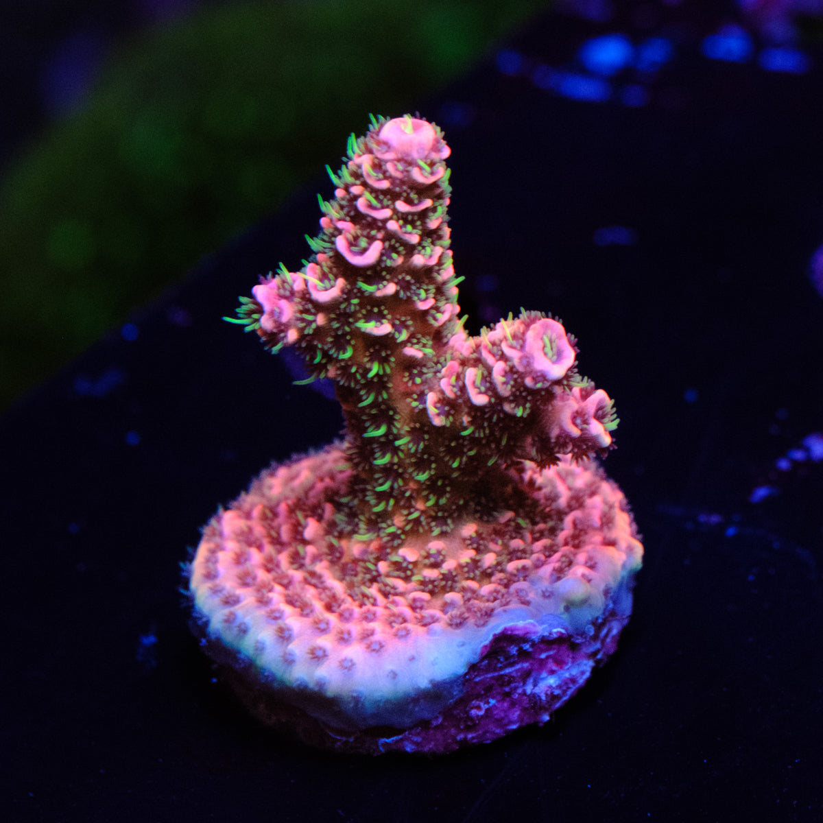 CRT Big Red Millepora WYSIWYG - A2