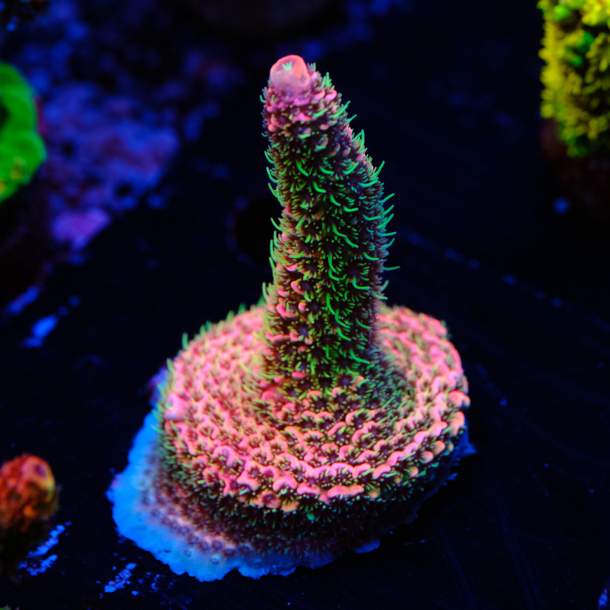 CRT Big Red Millepora WYSIWYG - J2