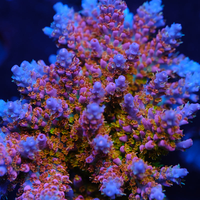 CRT Delight Acropora