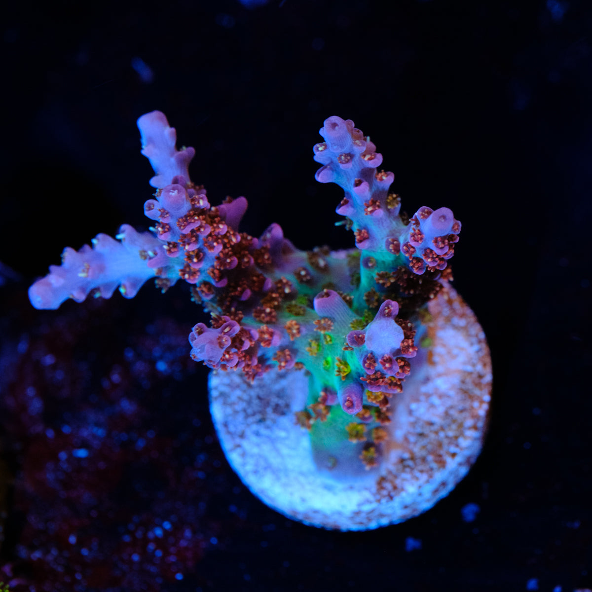 CRT Delight Acropora WYSIWYG - C4