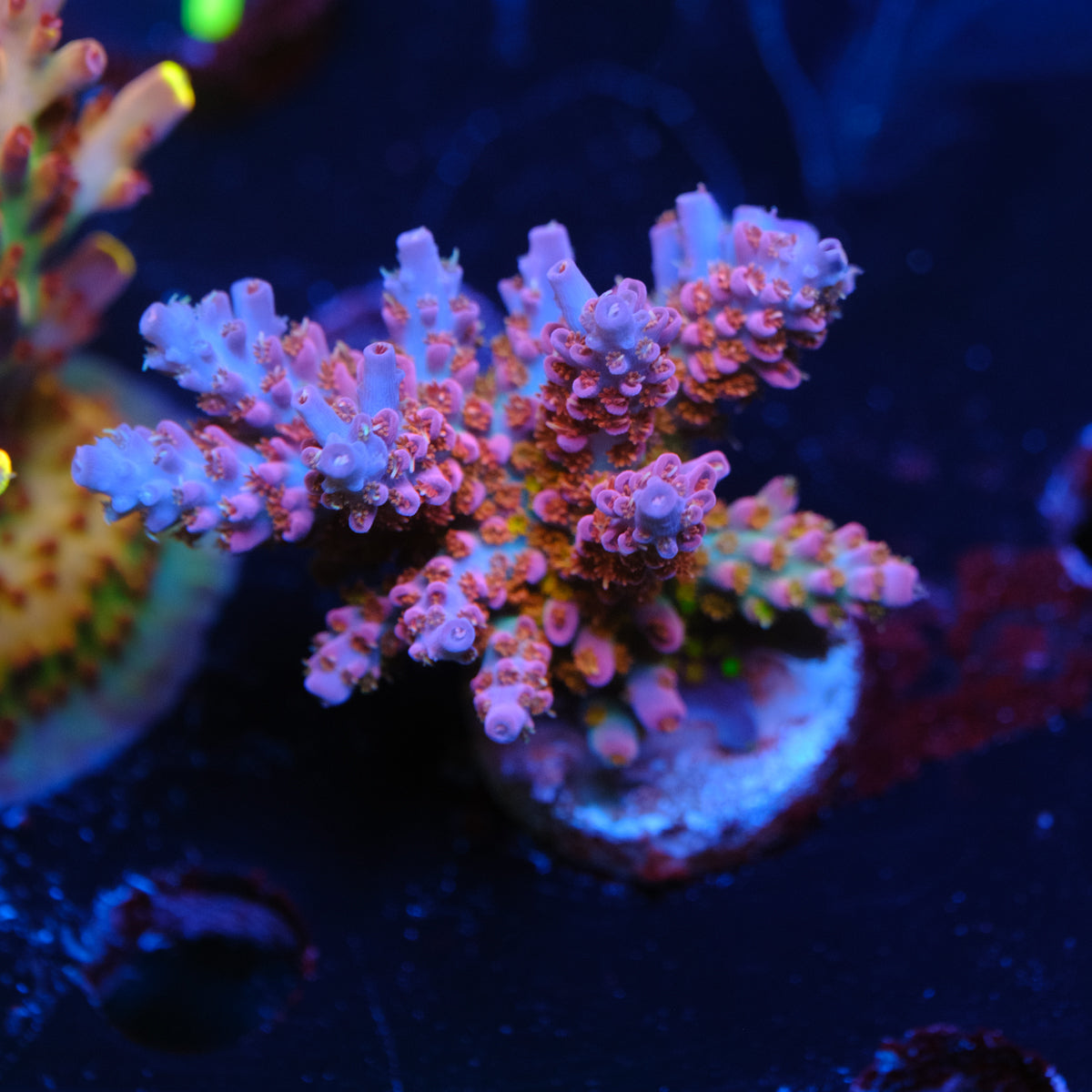 CRT Delight Acropora WYSIWYG K4