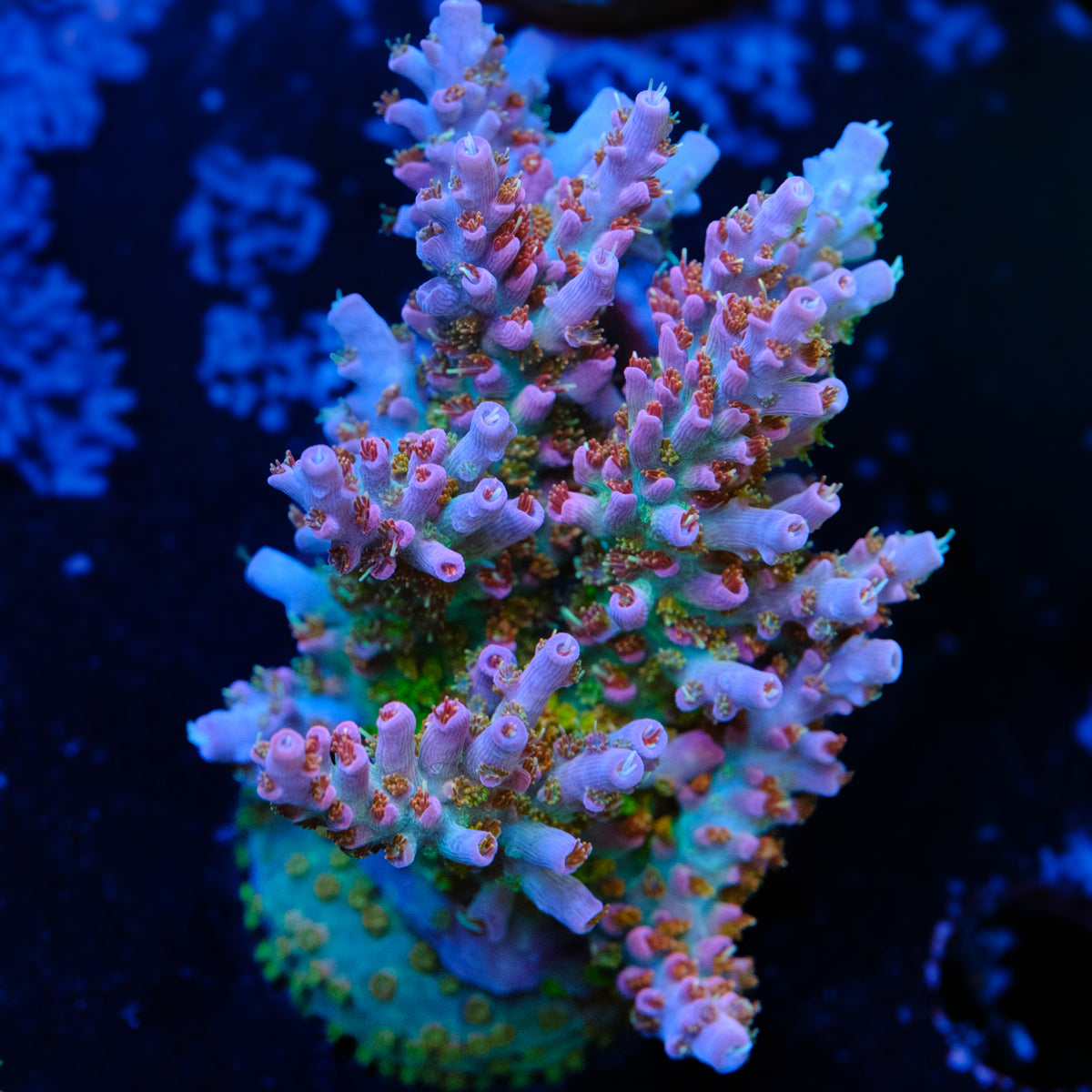CRT Delight Acropora WYSIWYG - S4