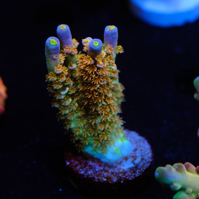 CRT Golden Eye Acropora WYSIWYG - B2