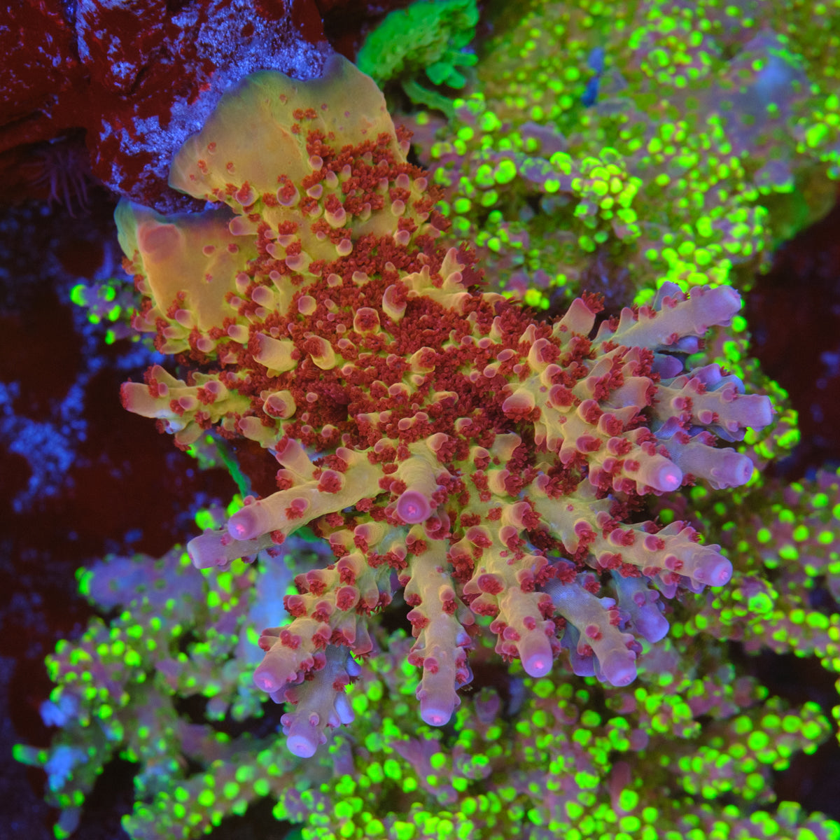 CRT Hot Rod Acropora
