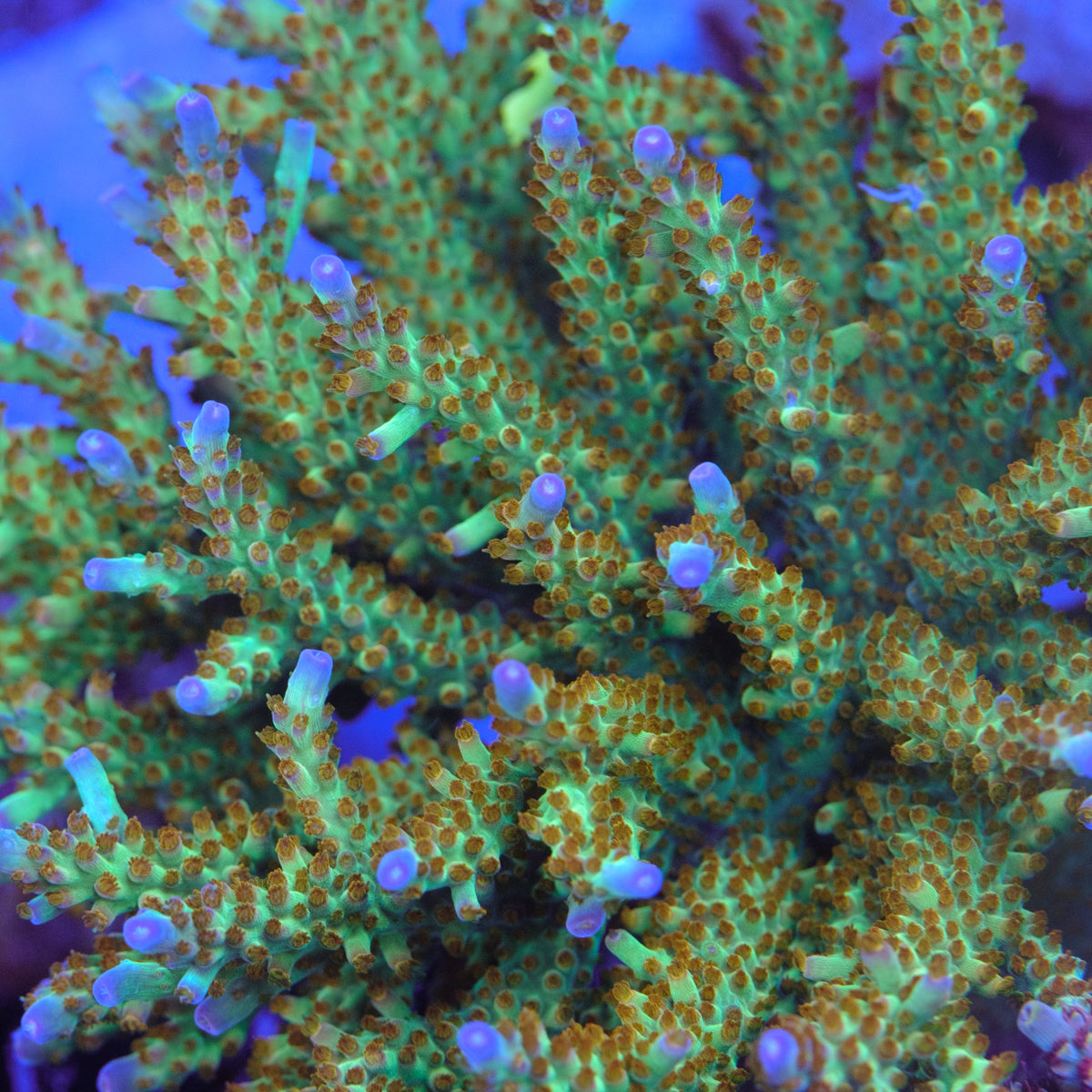 CRT Surprise Attack Acropora