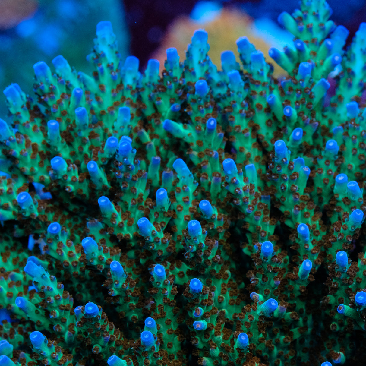 CRT Surprise Attack Acropora