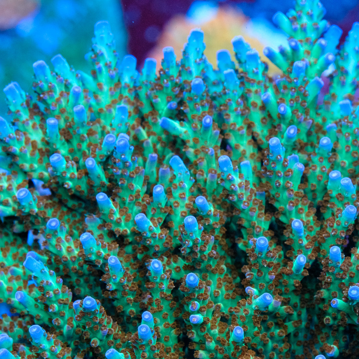 CRT Surprise Attack Acropora