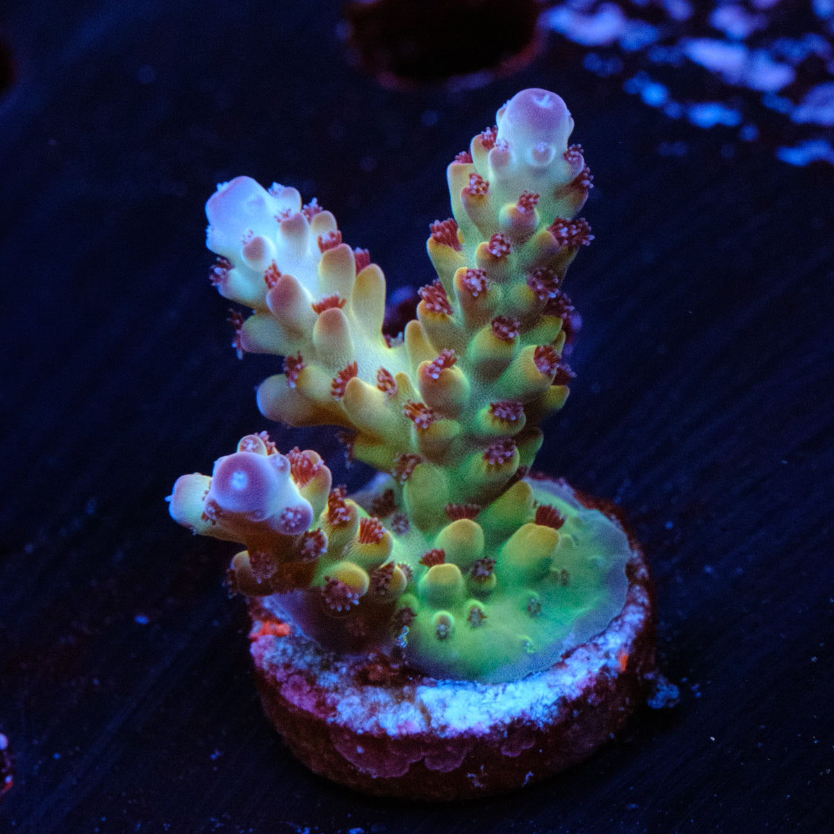 CRT White Walker Acropora WYSIWYG - Q2