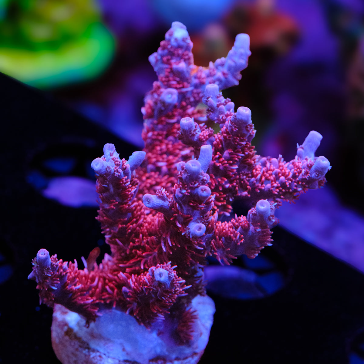 UW Confetti Cannon Acropora WYSIWYG - M2