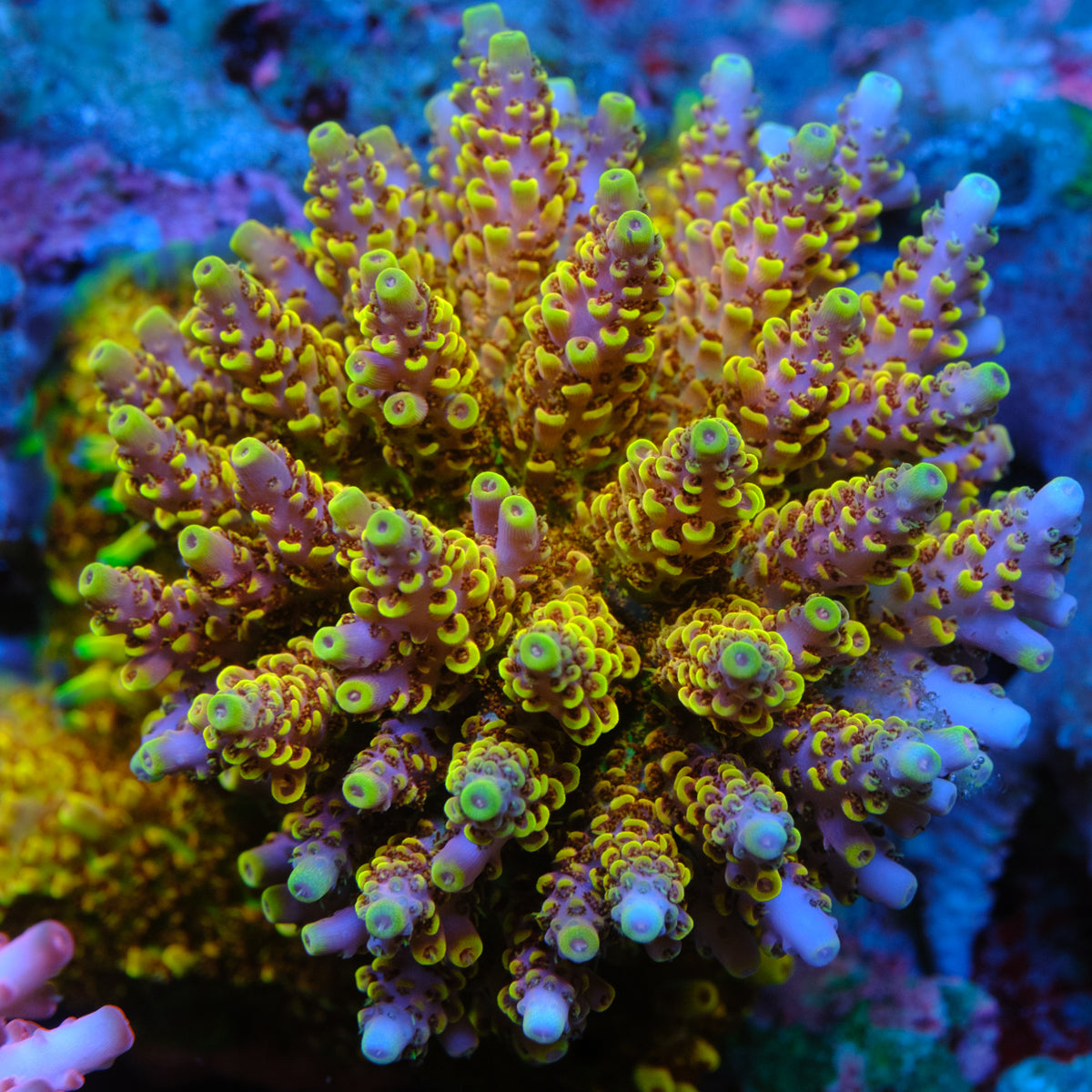 DCA Field of Dreams Acropora