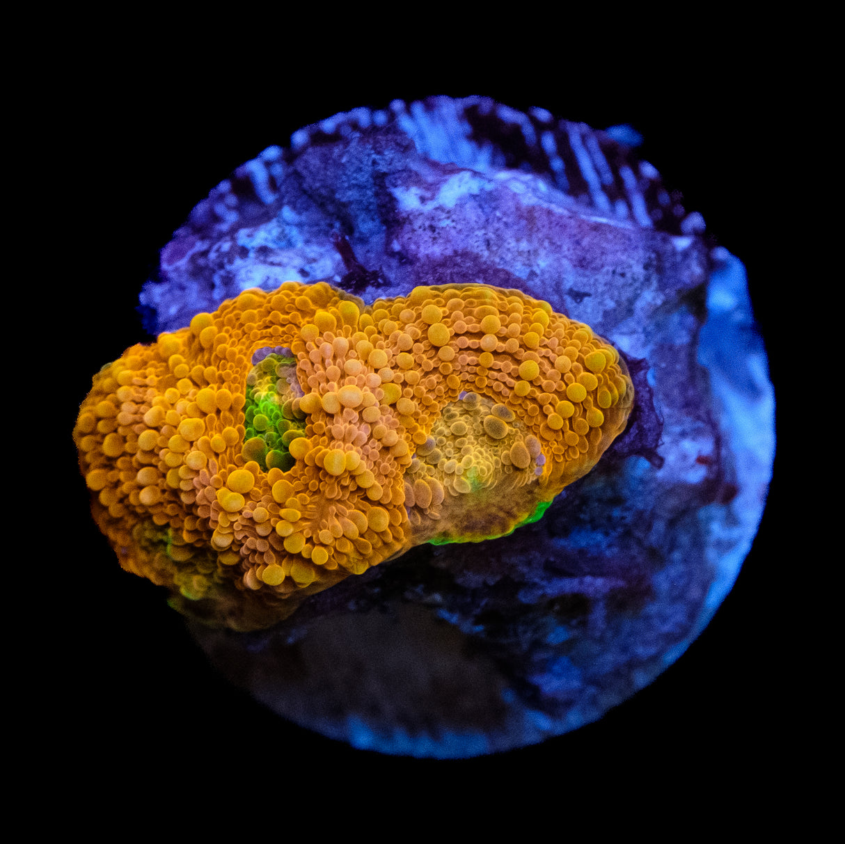 Agent Orange Echinata