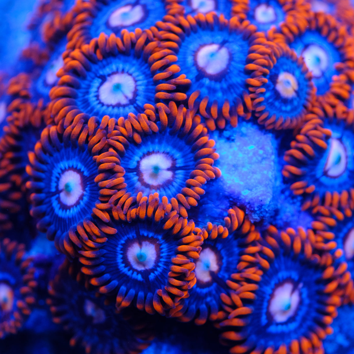 Fire and Ice Zoanthids
