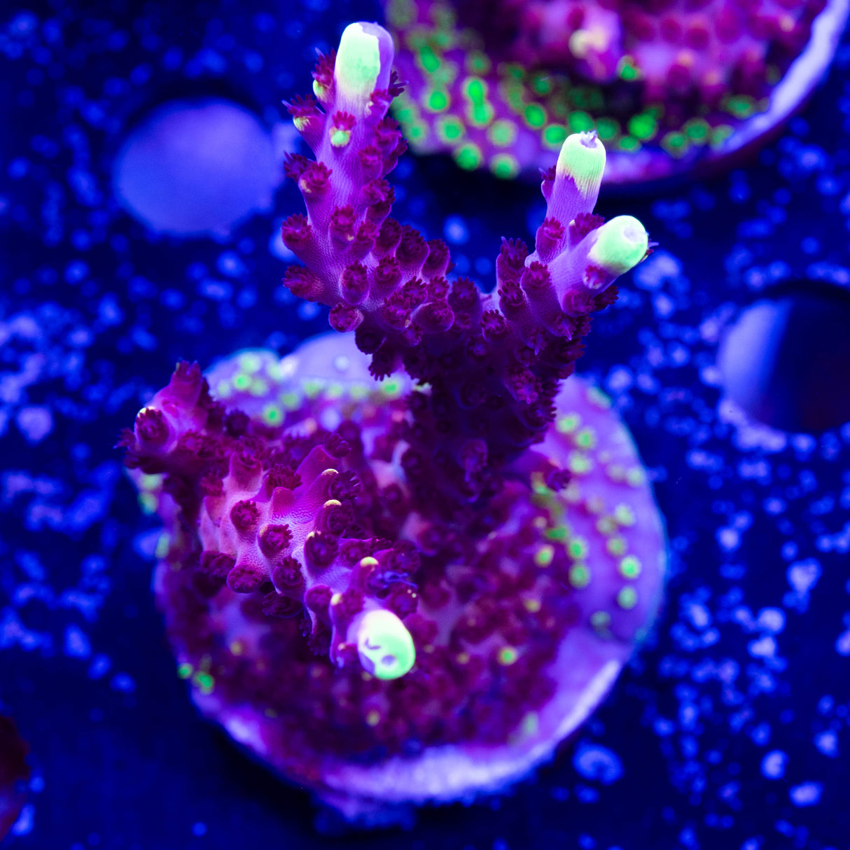 JF Fox Flame Acropora