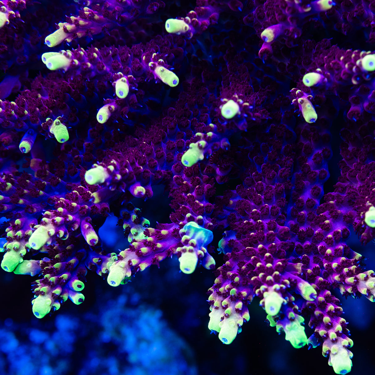 JF Fox Flame Acropora