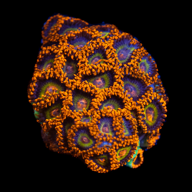 Fruit Loops Zoanthids