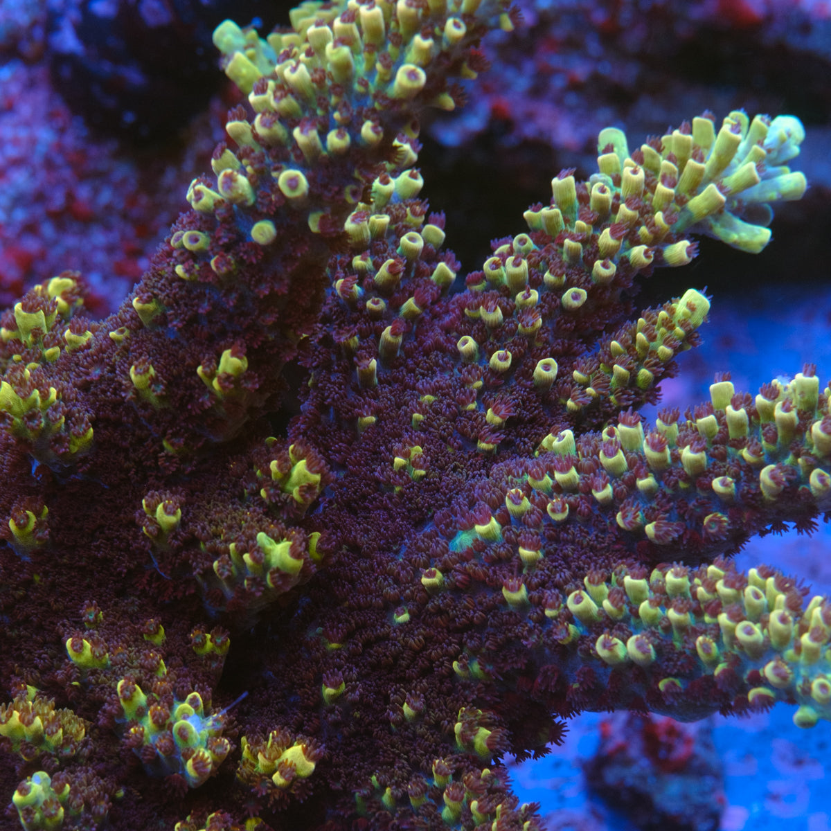 GB Fury Acropora