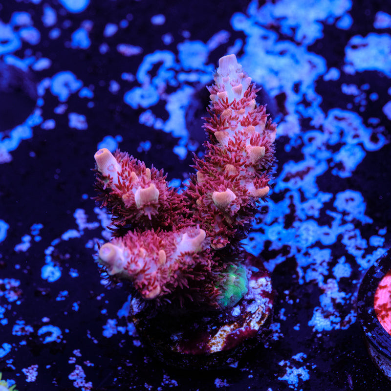 GSC Cell Max Acropora WYSIWYG - F2
