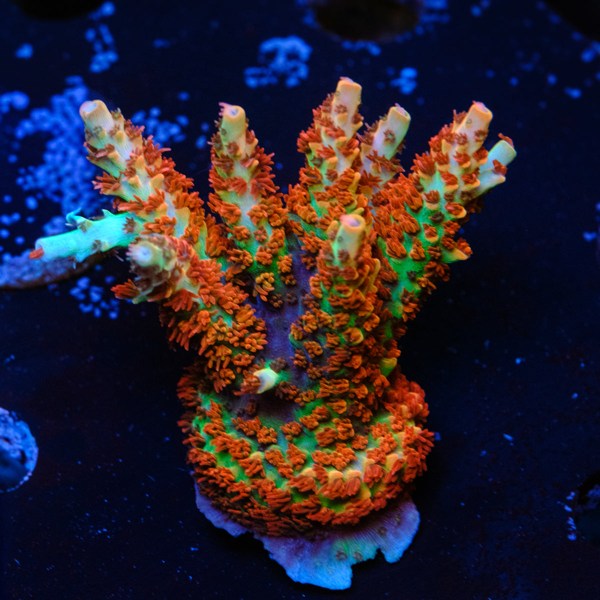 GSC Cell Max Acropora WYSIWYG - O2-4