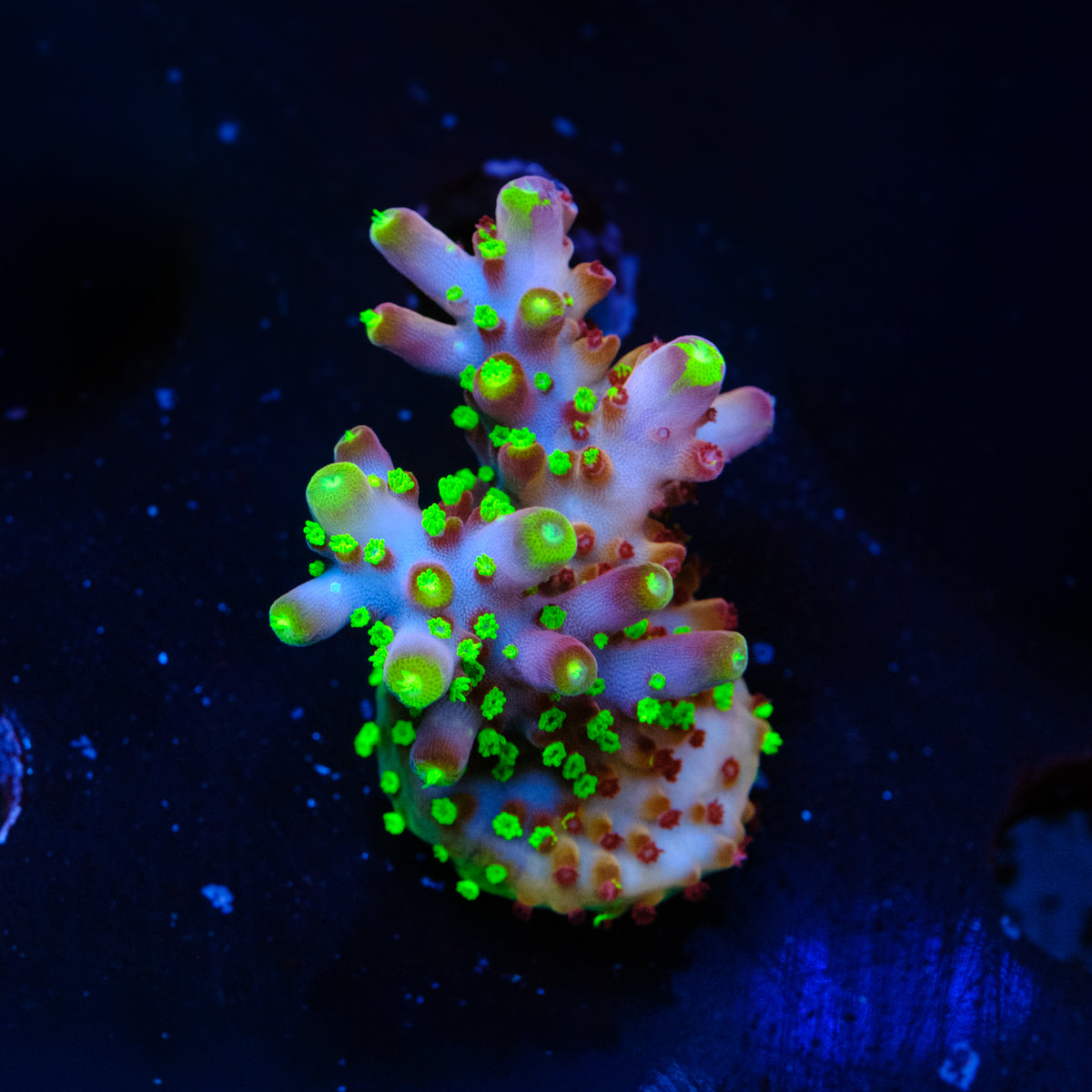 GSC RR Robinhood Grafted WYSIWYG - W4