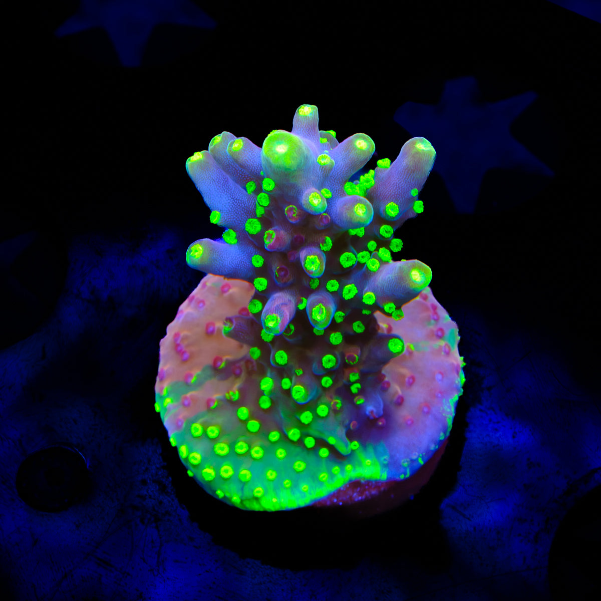 GSC Grafted Robinhood Acropora WYSIWYG - E6