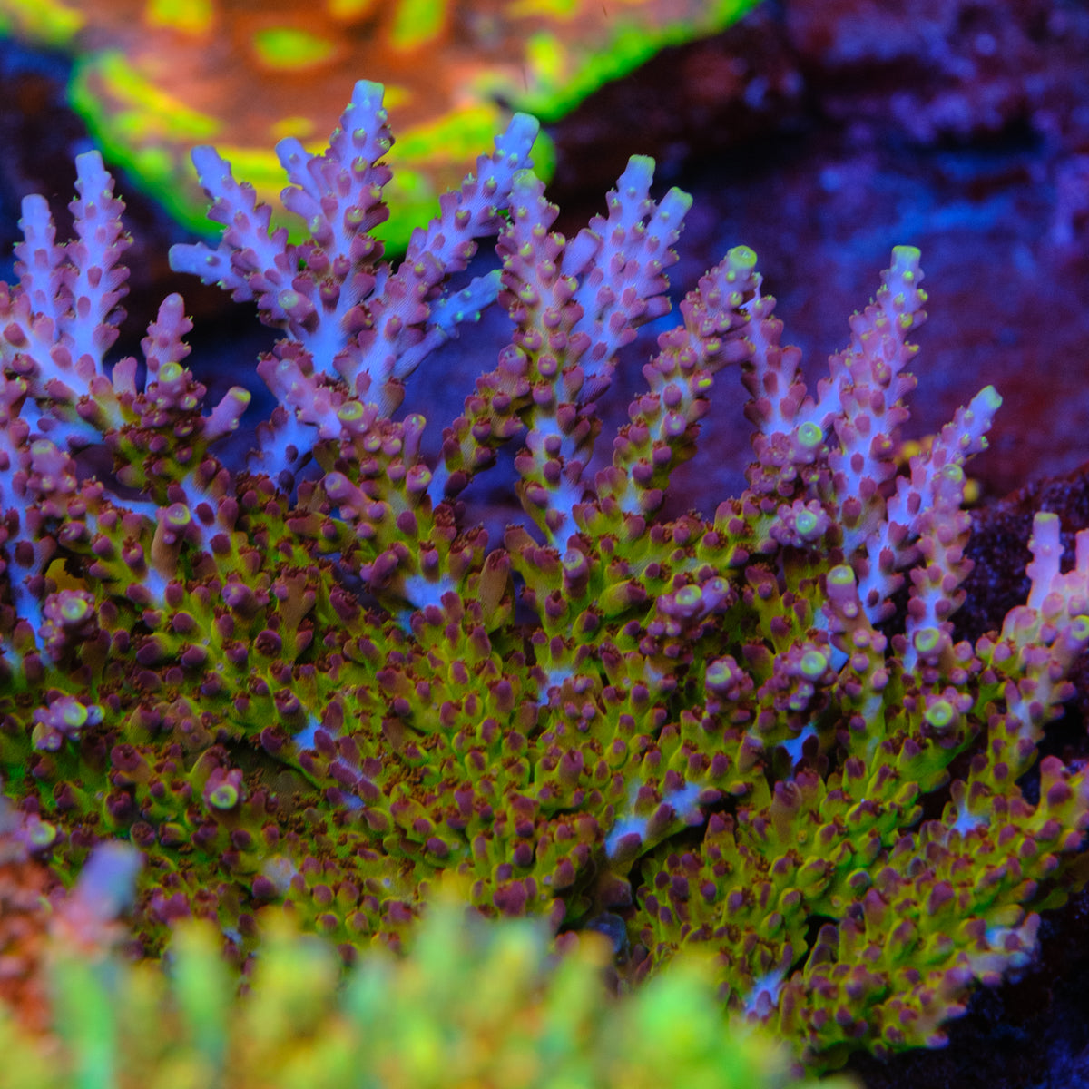 GWS Arcoiris Acropora