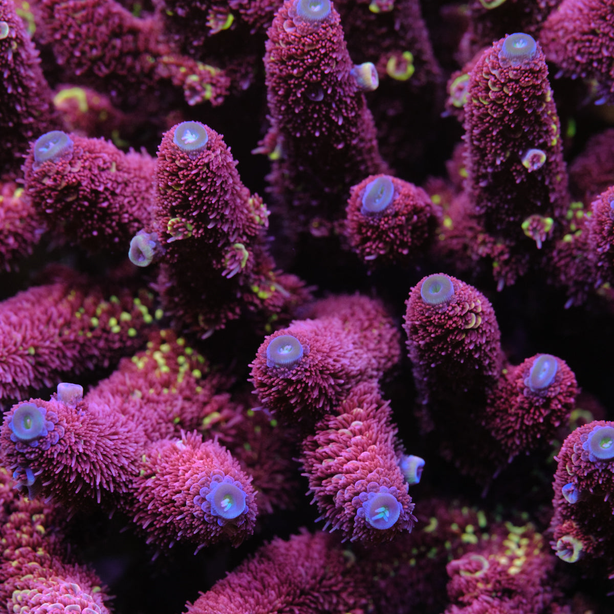GWS Eternal Acropora Spathulata