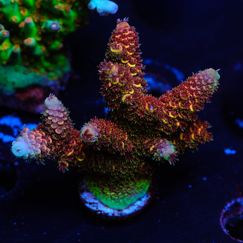 GWS Eternal Spathulata WYSIWYG S2-4