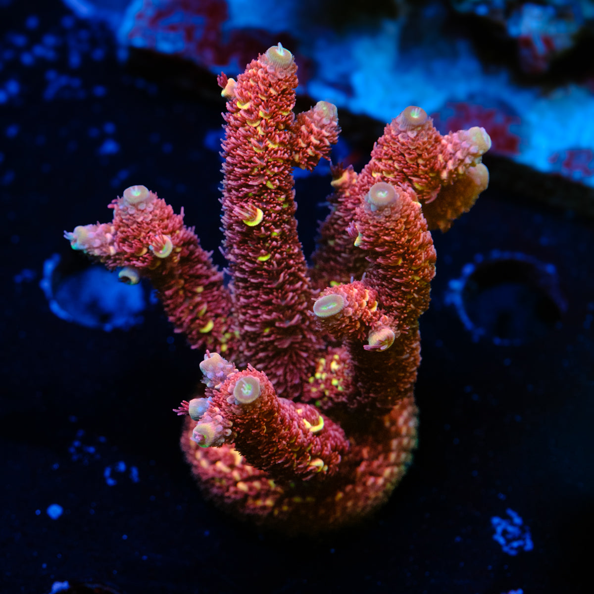 GWS Eternal Spathulata WYSIWYG - E4