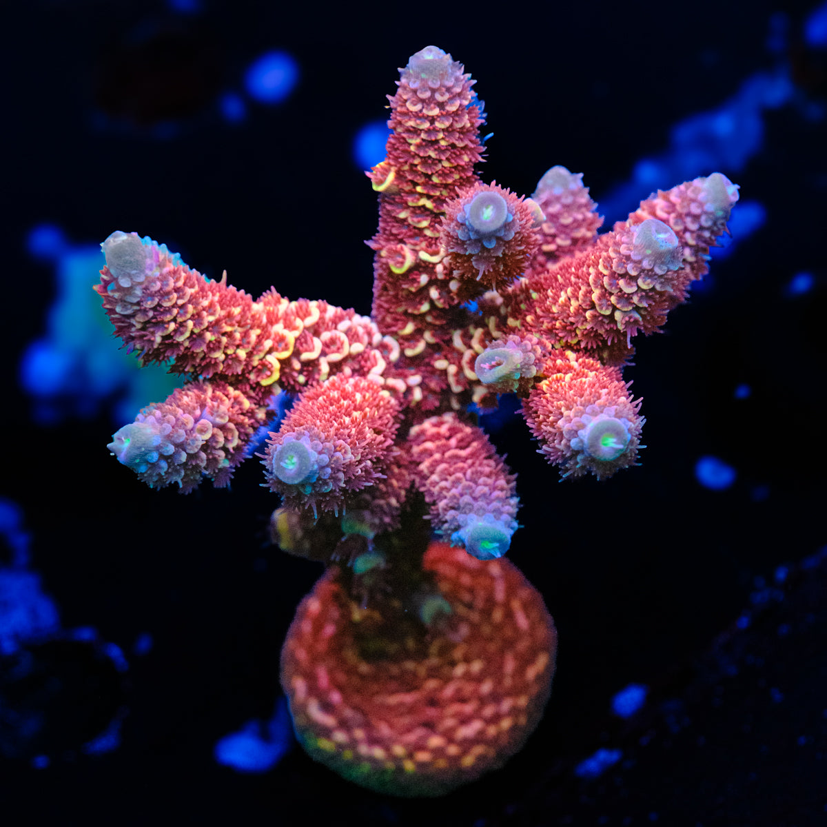 GWS Eternal Spathulata Acropora WYSIWYG - N2-4