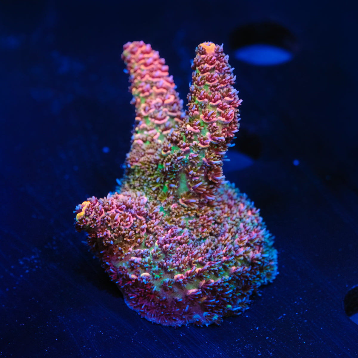GWS Hyperion Millepora Acropora WYSIWYG - U2
