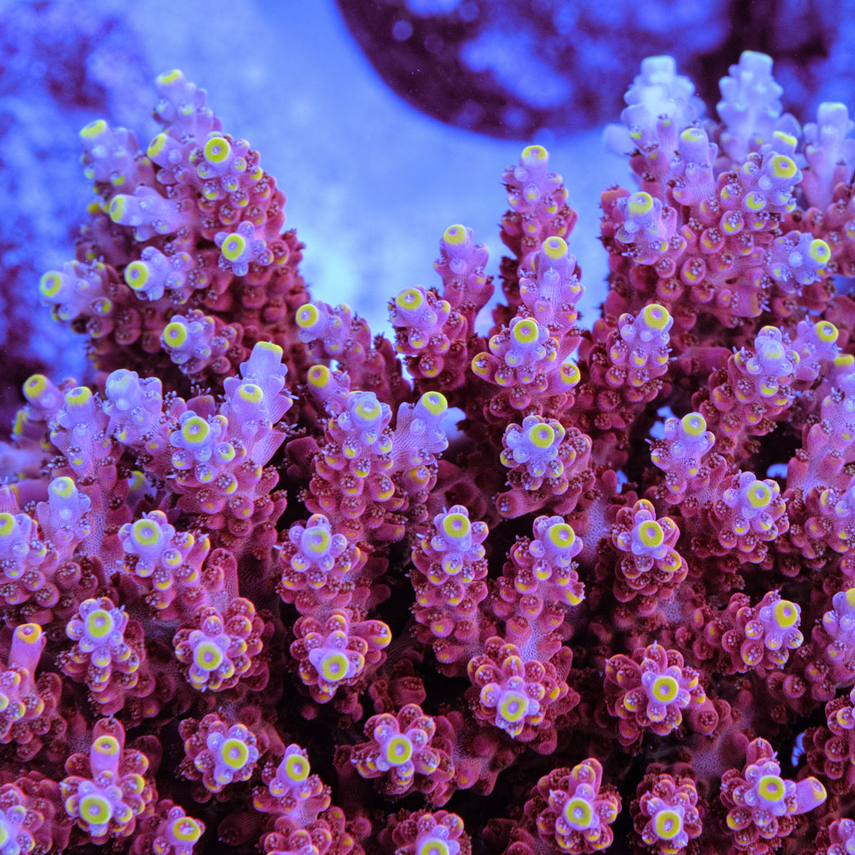 GWS Orion Acropora