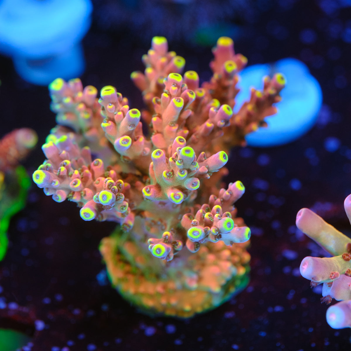GWS Orion Acropora WYSIWYG- B2