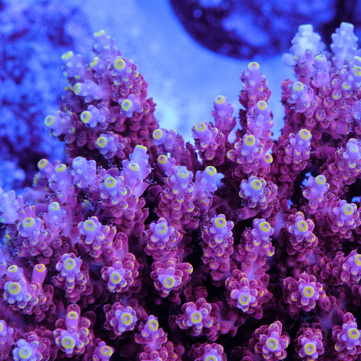 GWS Orion Acropora