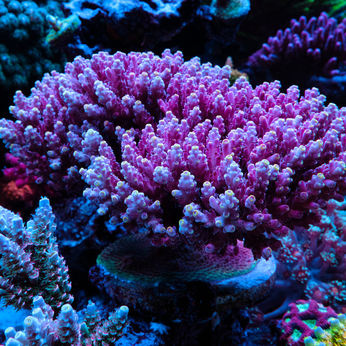GWS Orion Acropora