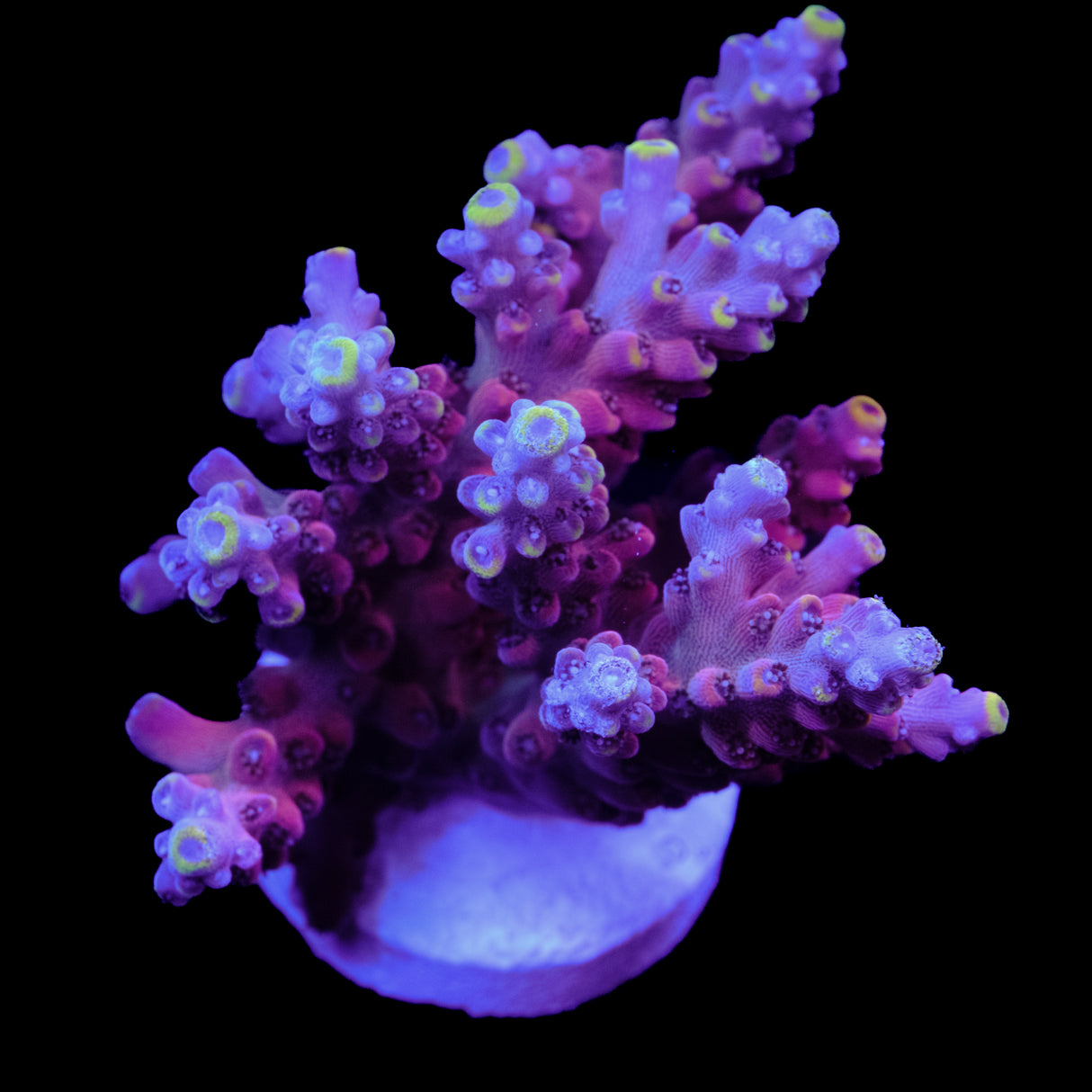GWS Orion Acropora