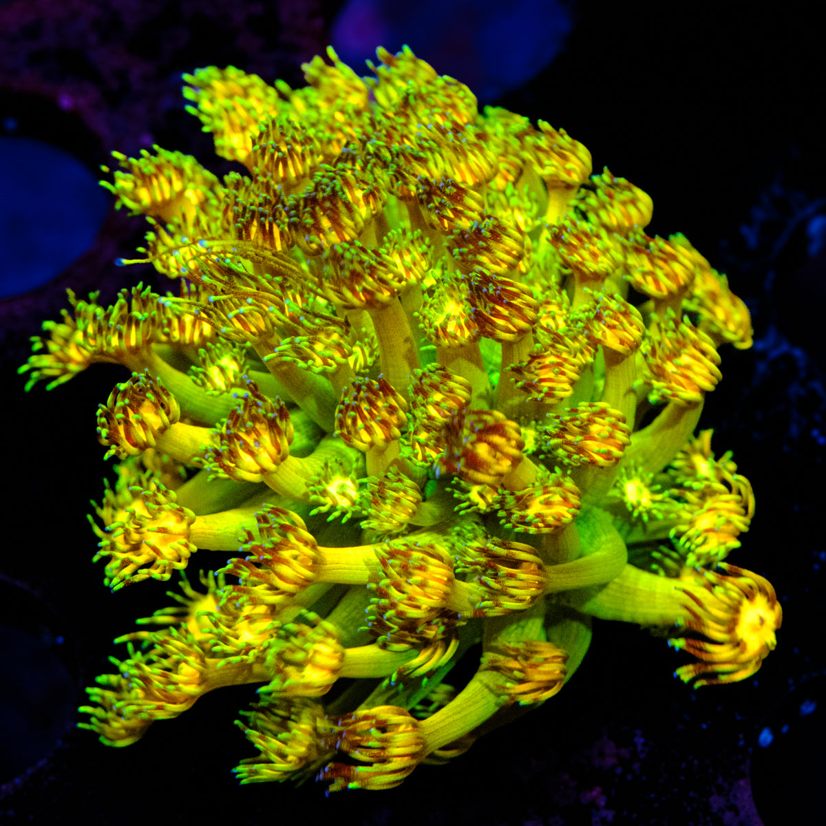 Grand Master Goniopora WYSIWYG - E5