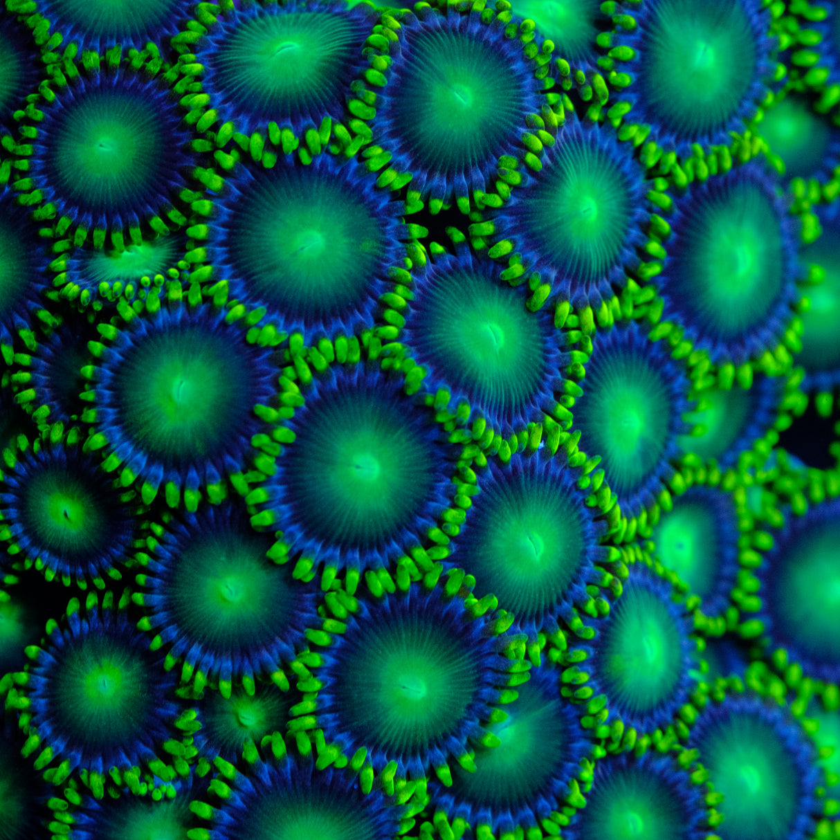 Green Dragons Eye Zoanthids